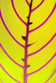 F 065C